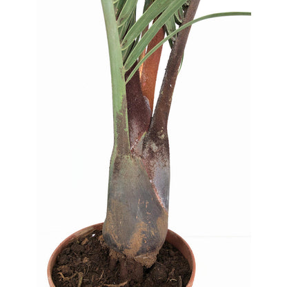 Neodypsis Decarii M21 100cm