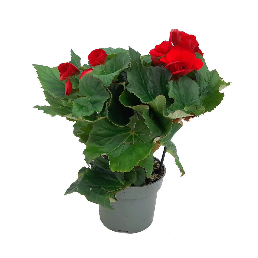 Begonia Eliator M13_2