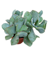 Crassula arborescens BLUE HALE planta suculenta de la suerte Ø5