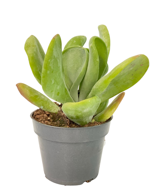 Kalanchoe Oricula Planta Suculenta De Hojas Brillantes Para Interiores_0