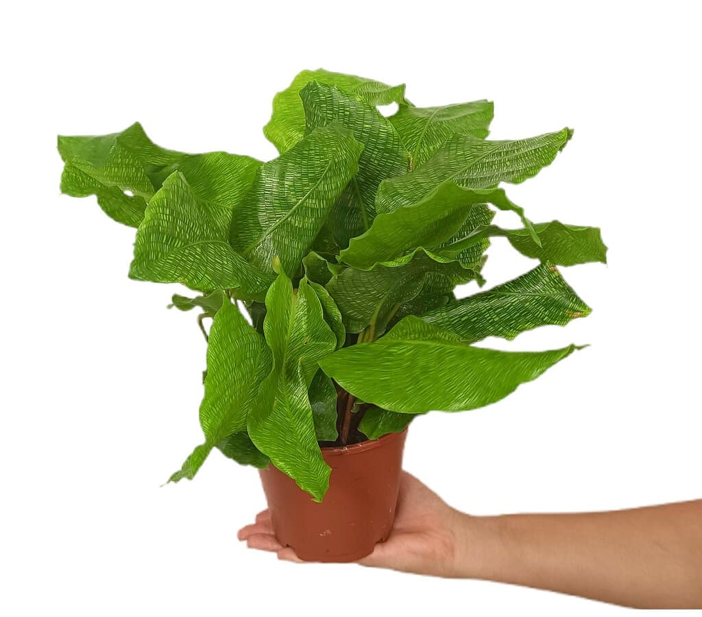 Calathea Network M14 40cm_1