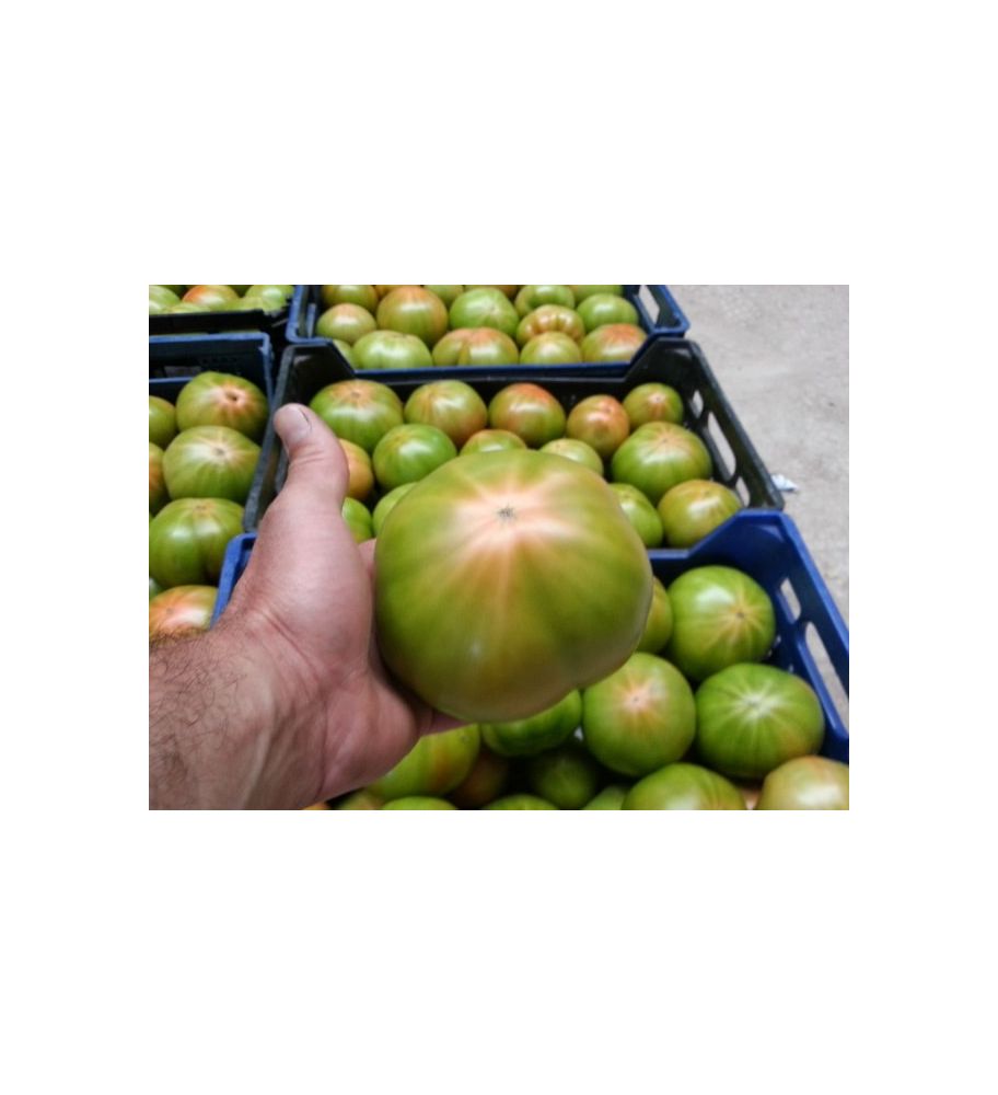 Plantón Tomate Optima F1 (10 Unidades)_0
