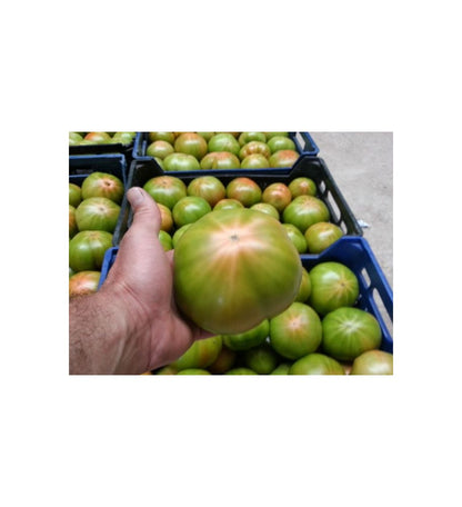 Plantón Tomate Optima F1 (10 Unidades)_0