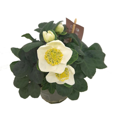 Helleborus M12 40cm (rosa De Navidad)_1