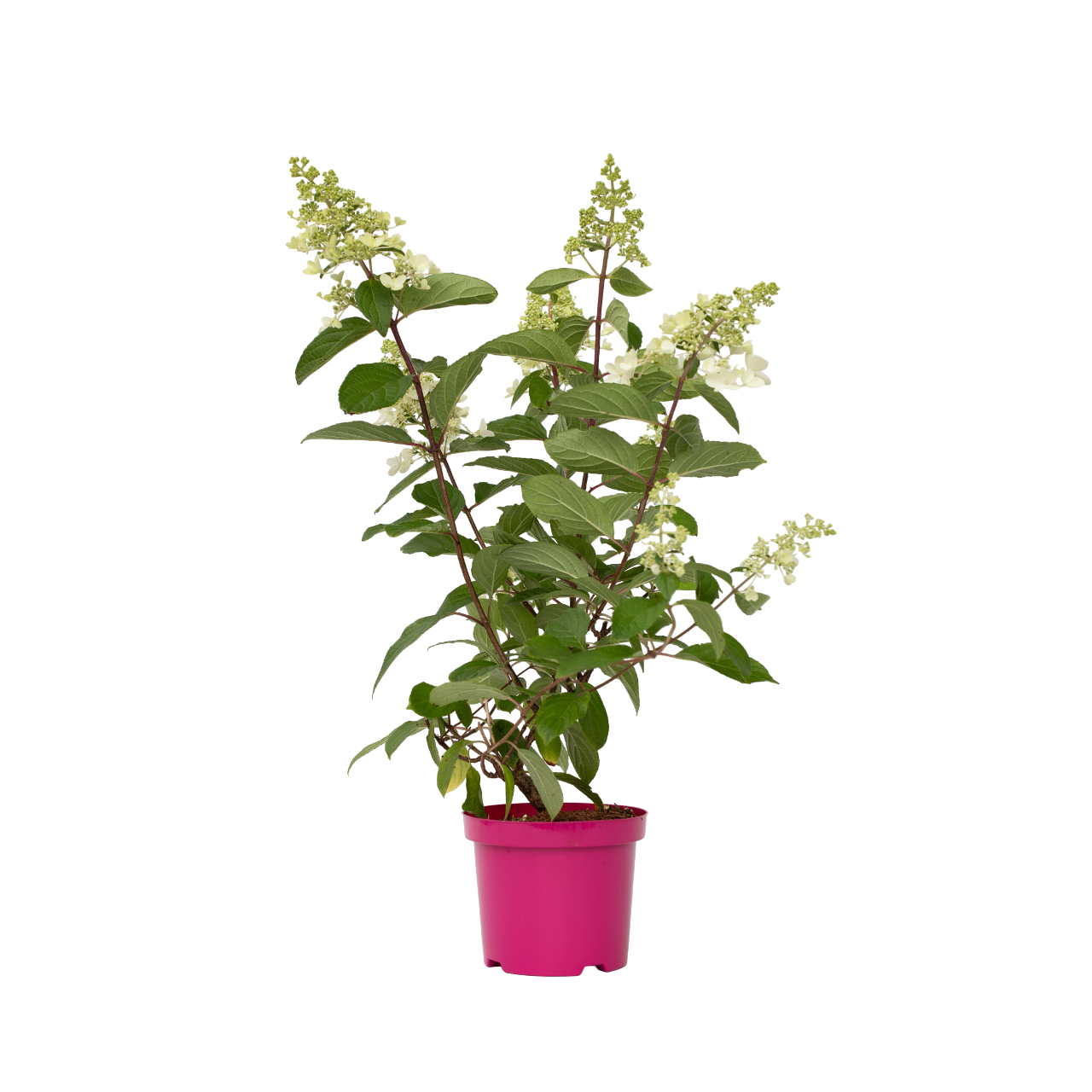 Hortensia - 4 Pzs - Hydrangea Paniculata 'pinky Winky' - Altura 25-40cm - ⌀19cm_0