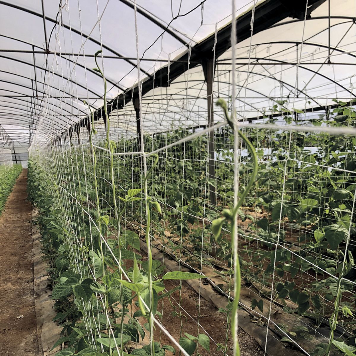 Malla para entutorar compostable Trellinet Compost Nortene 5 x 2 m