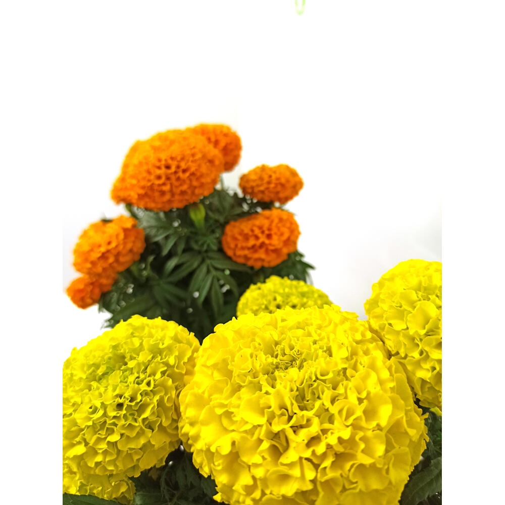 Tagete Erecta M13_2