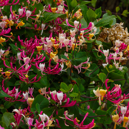 Madreselva - 2 Pzs - Lonicera 'american Beauty' - Altura 110-120cm - ⌀17cm