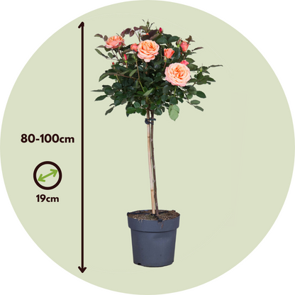 Rosa De Tallo - 2 Pzs - Rosa Palace 'catherine' - Altura 80-100cm - ⌀19cm_2