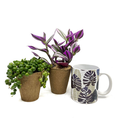 Pack Regalo Día Del Padre Taza Monstera + Plantas_1