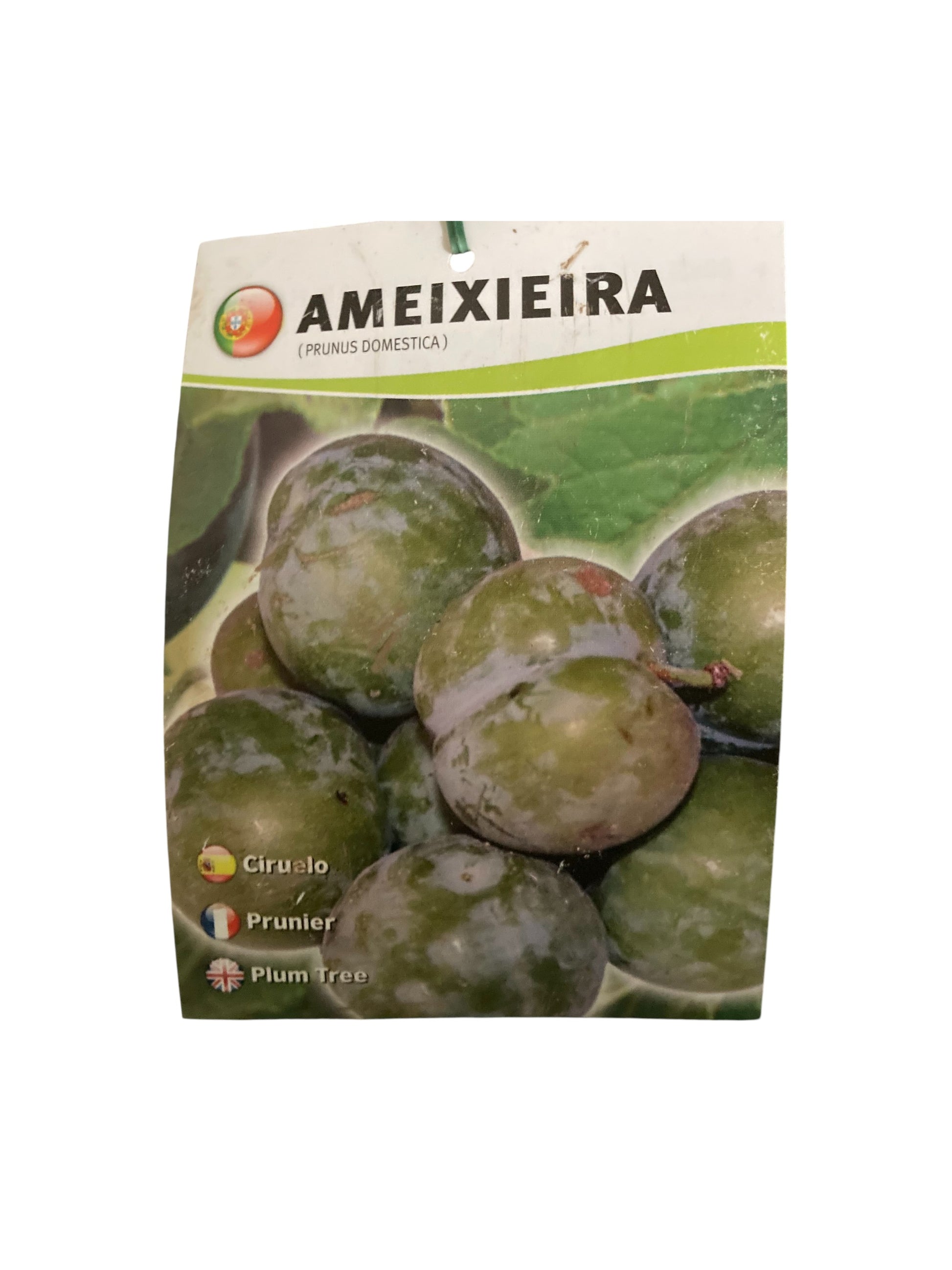 Frutal Ciruelo Bruño Cepellón 120 CM_1