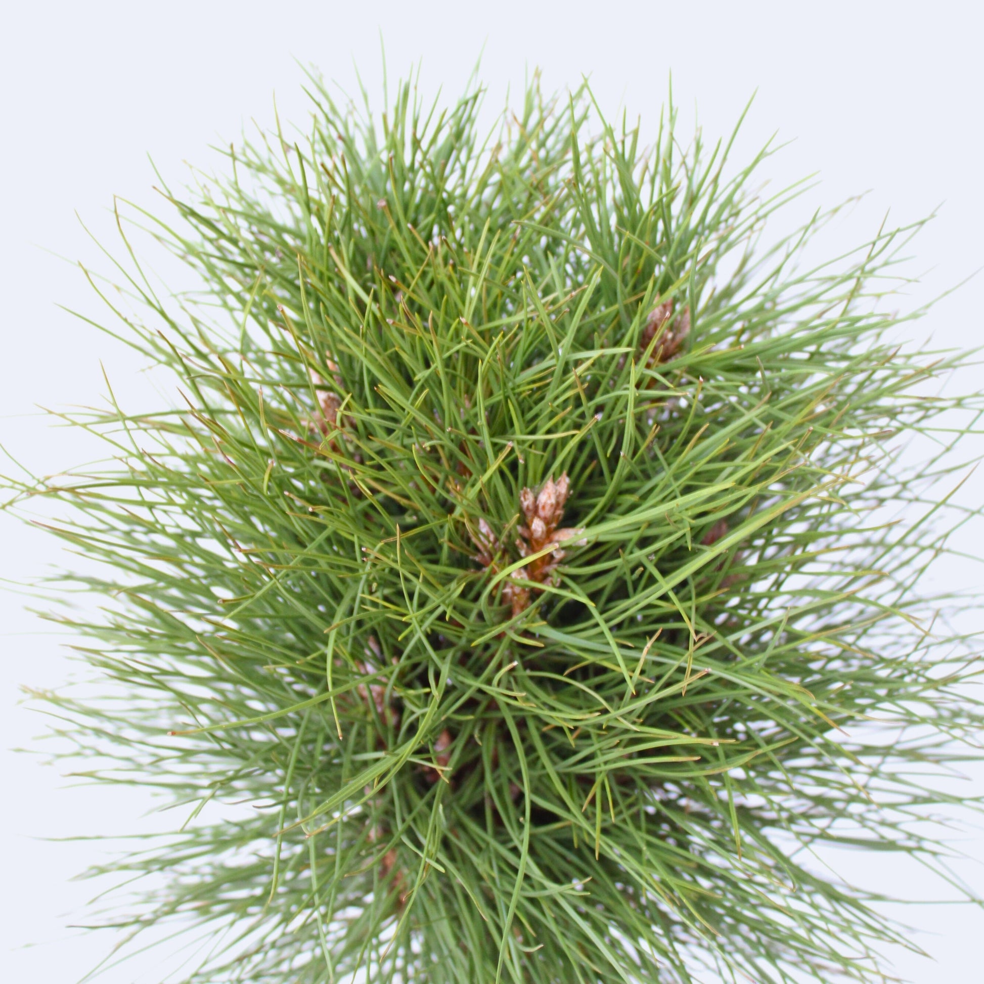 Pino Enano - Pinus 'summer Breeze' - Altura 70-80cm - ⌀24cm