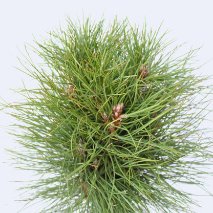 Pino Enano - Pinus 'summer Breeze' - Altura 70-80cm - ⌀24cm