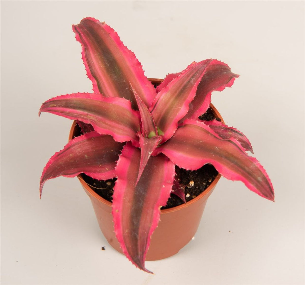 Cryptanthus Rubin Star Planta Bromelia Color Rojo Ø5_0