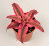 Cryptanthrus Rubin Star Planta Bromelia Color Rojo Ø5