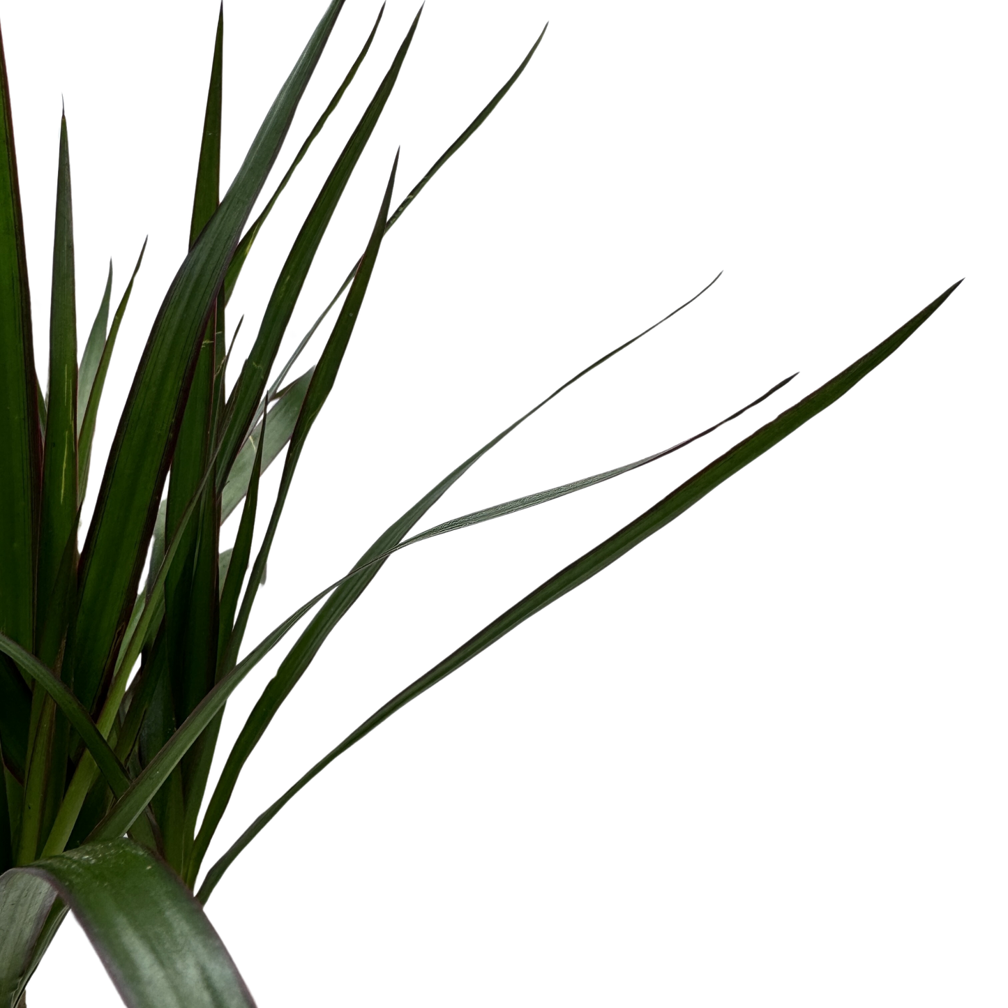 Planta Dracaena Marginata Kokedama Natural_2