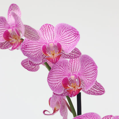 Orqídea Phalaenopsis - Phalaenopsis - Altura 50-60cm - ⌀12cm