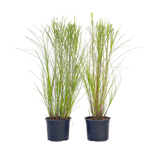 Pasto Plateado Chino - 2 Pzs - Miscanthus 'gracillimus' - Altura 40-60cm - ⌀23cm