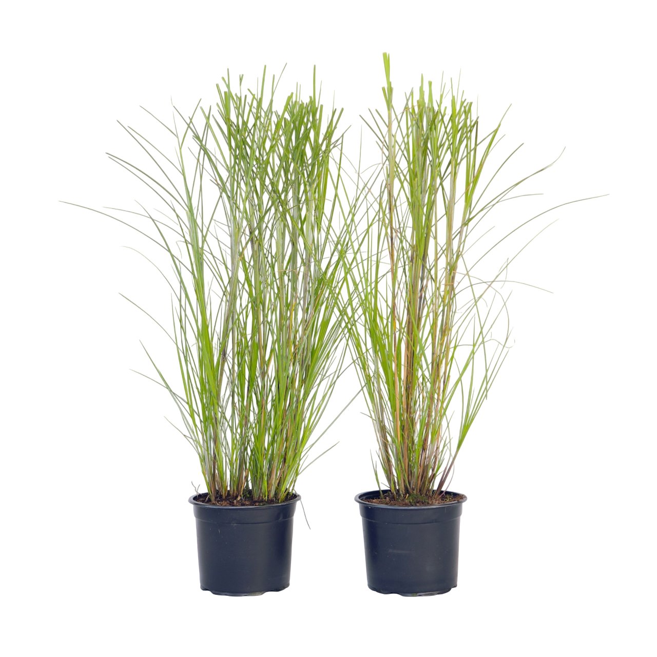 Pasto Plateado Chino - 2 Pzs - Miscanthus 'gracillimus' - Altura 40-60cm - ⌀23cm_0