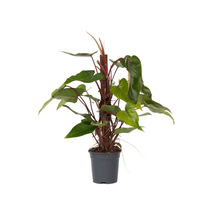 Filodendro - Philodendron Red Emerald Kratiste - Altura 70-80cm - ⌀19cm