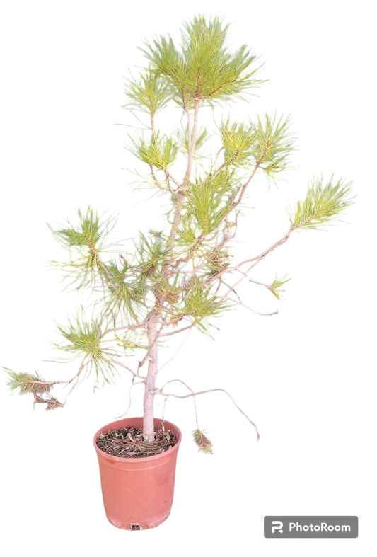 Pino Piñonero Maceta_0