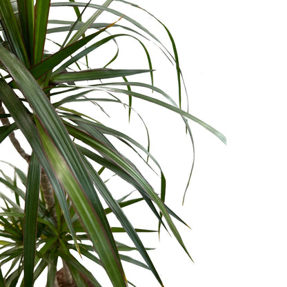 Dracena Marginata Planta De Interior (dracaena Marginata) Maceta 16cm 2 Troncos 30/15_0