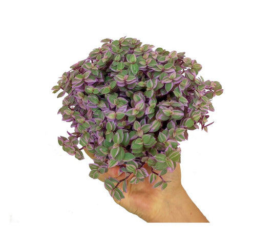 Callisia Repens M12 20cm (disponible En Color Verde)_0