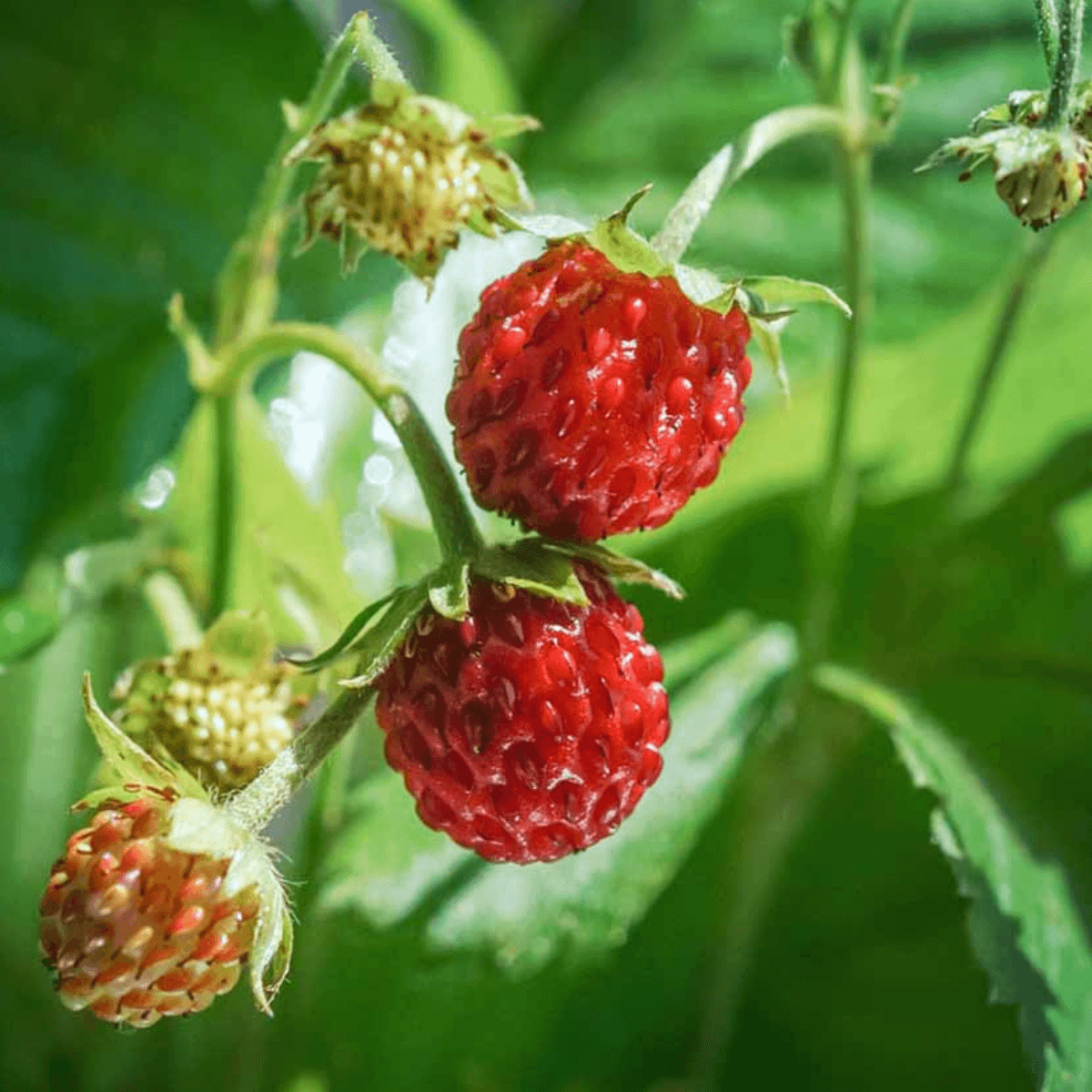 Kit De Cultivo De Fresas Del Bosque Grow Me – Huerto Urbano Ecológico_1