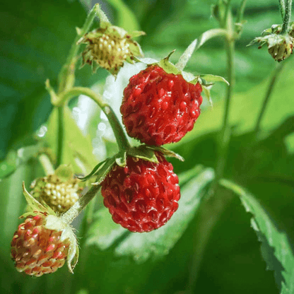 Kit De Cultivo De Fresas Del Bosque Grow Me – Huerto Urbano Ecológico_1