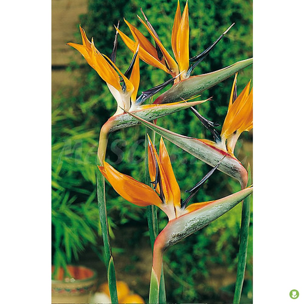 Semillas Strelitzia Regina Ave Paraiso