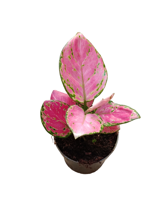 Aglaonema Rosa Planta De Interior Ø9 15 Cms_0