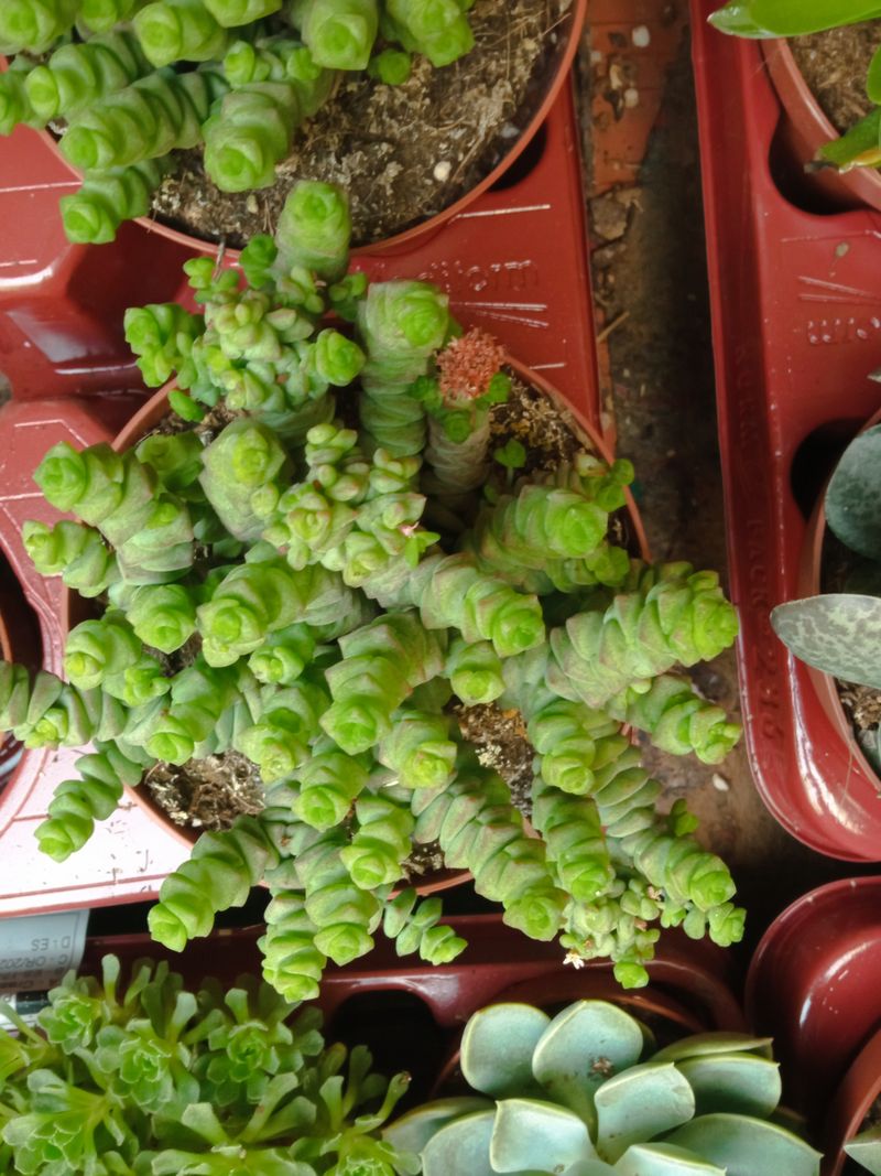 Crassula Marneriana Grande Ø13 Planta Suculenta_0
