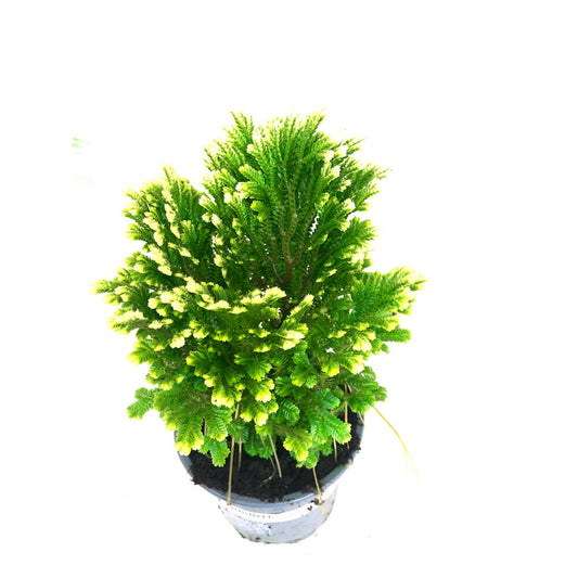Selaginella Jori M9_0