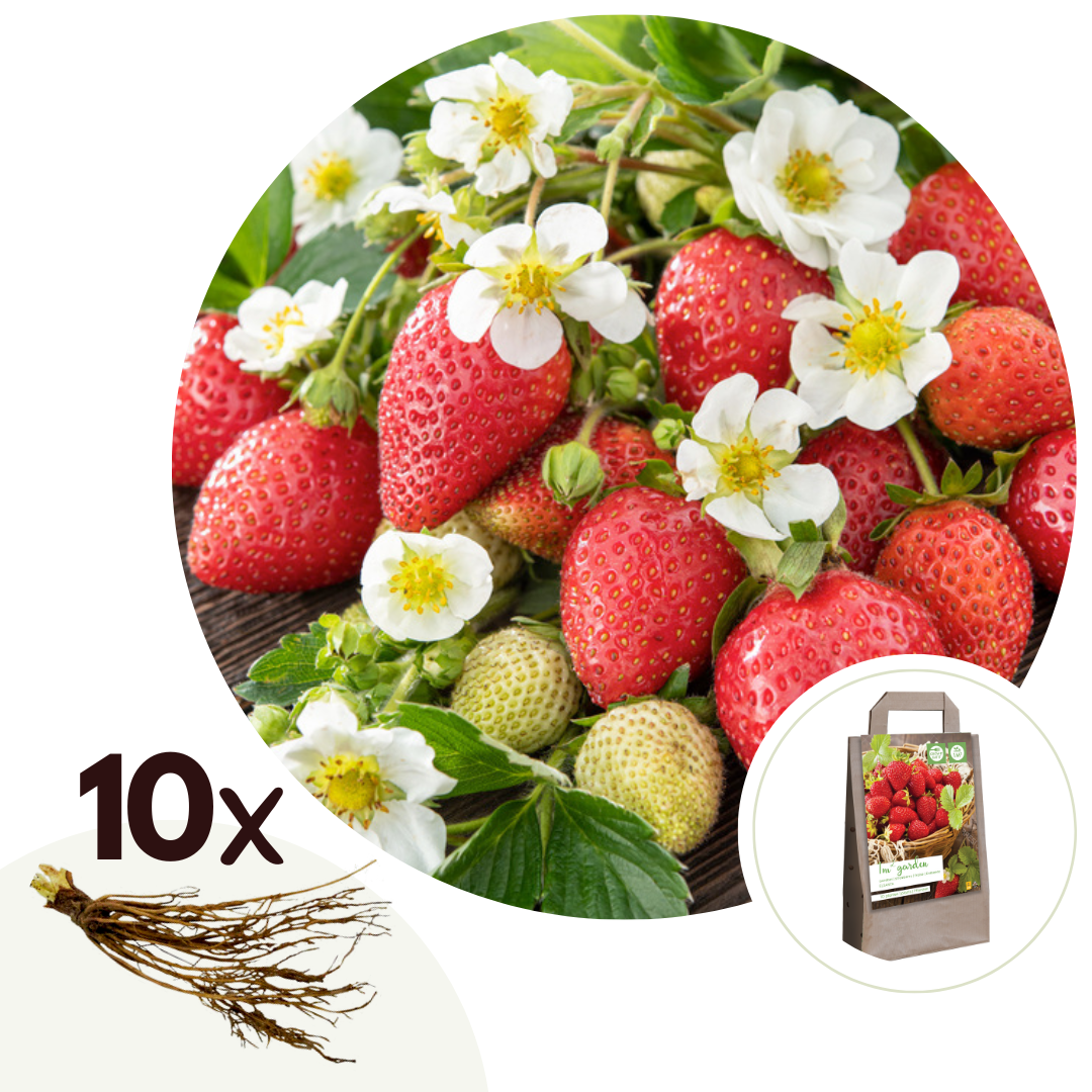 Planta De Fresa - 10 Pzs - Fragaria Elsanta - Cepellones - Rojo_0