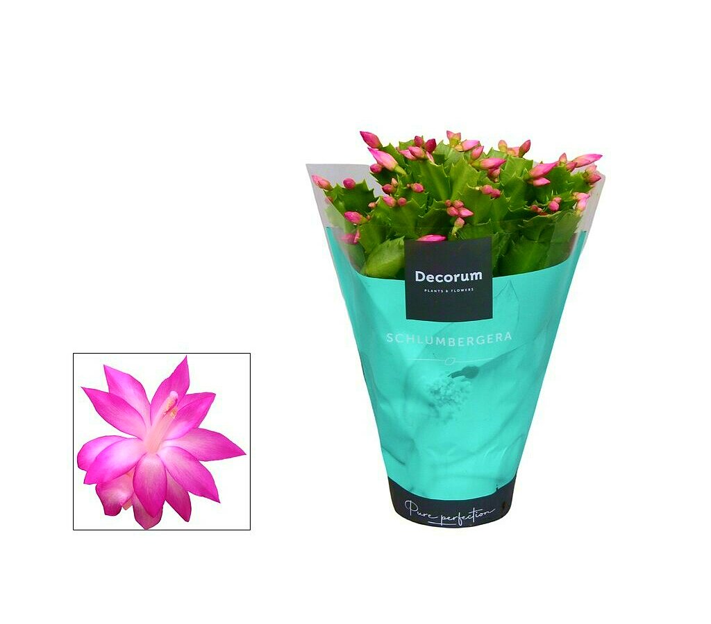 Schlumbergia M13 25cm (cactus De Navidad)_2