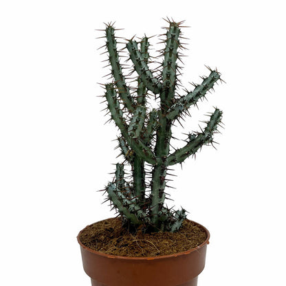 Euphorbia Aeruginosa Cactus Y Suculentas M8,5 cm Ø_1