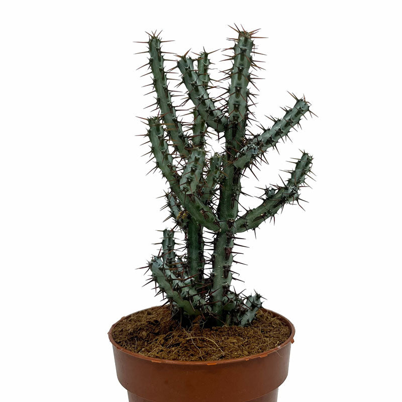 Euphorbia Aeruginosa Cactus Y Suculentas M8,5 cm Ø_1