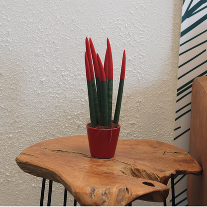 Lengua De Suegra Cilíndrica - Sansevieria Cylindrica - Altura 20-40cm - ⌀9cm_1
