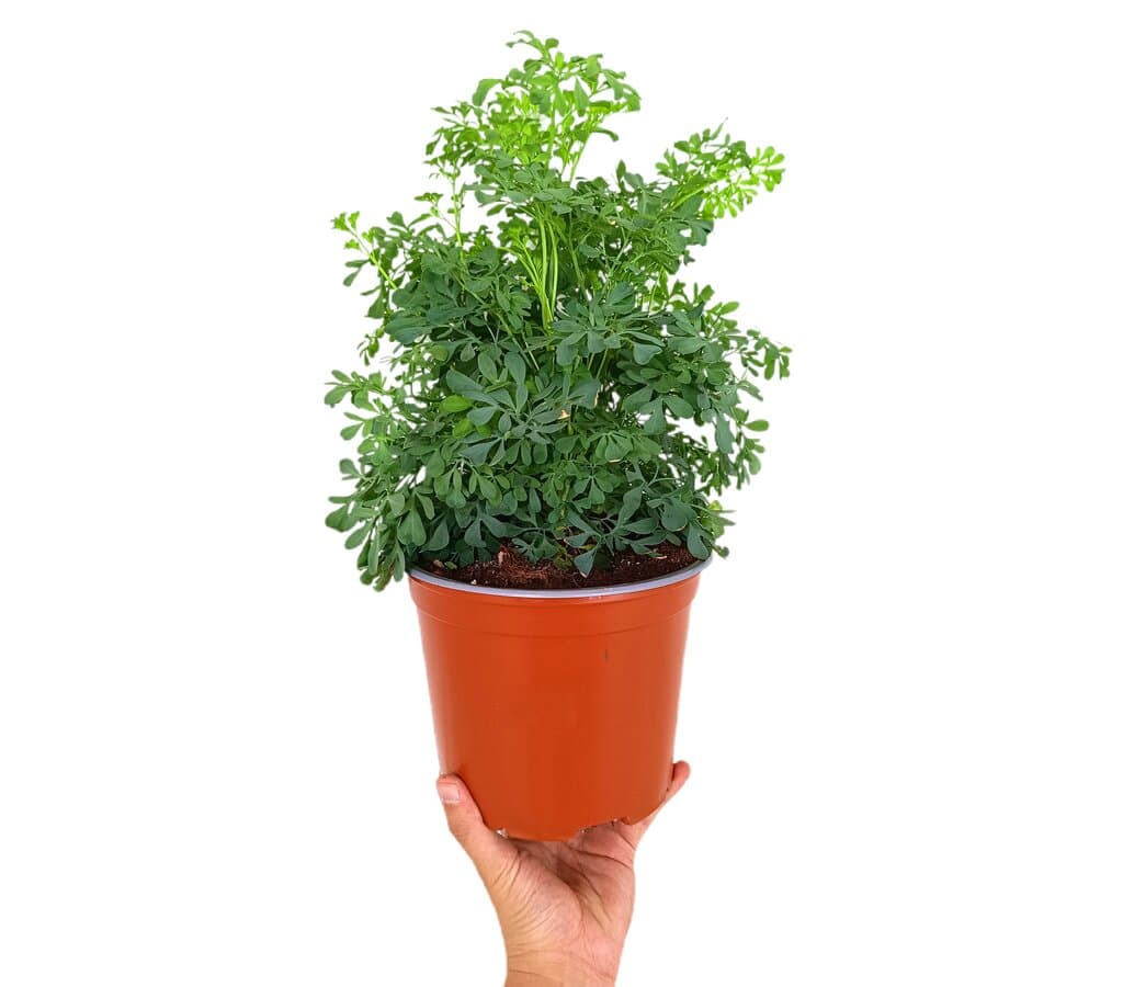 Ruda Graveolens M16_0