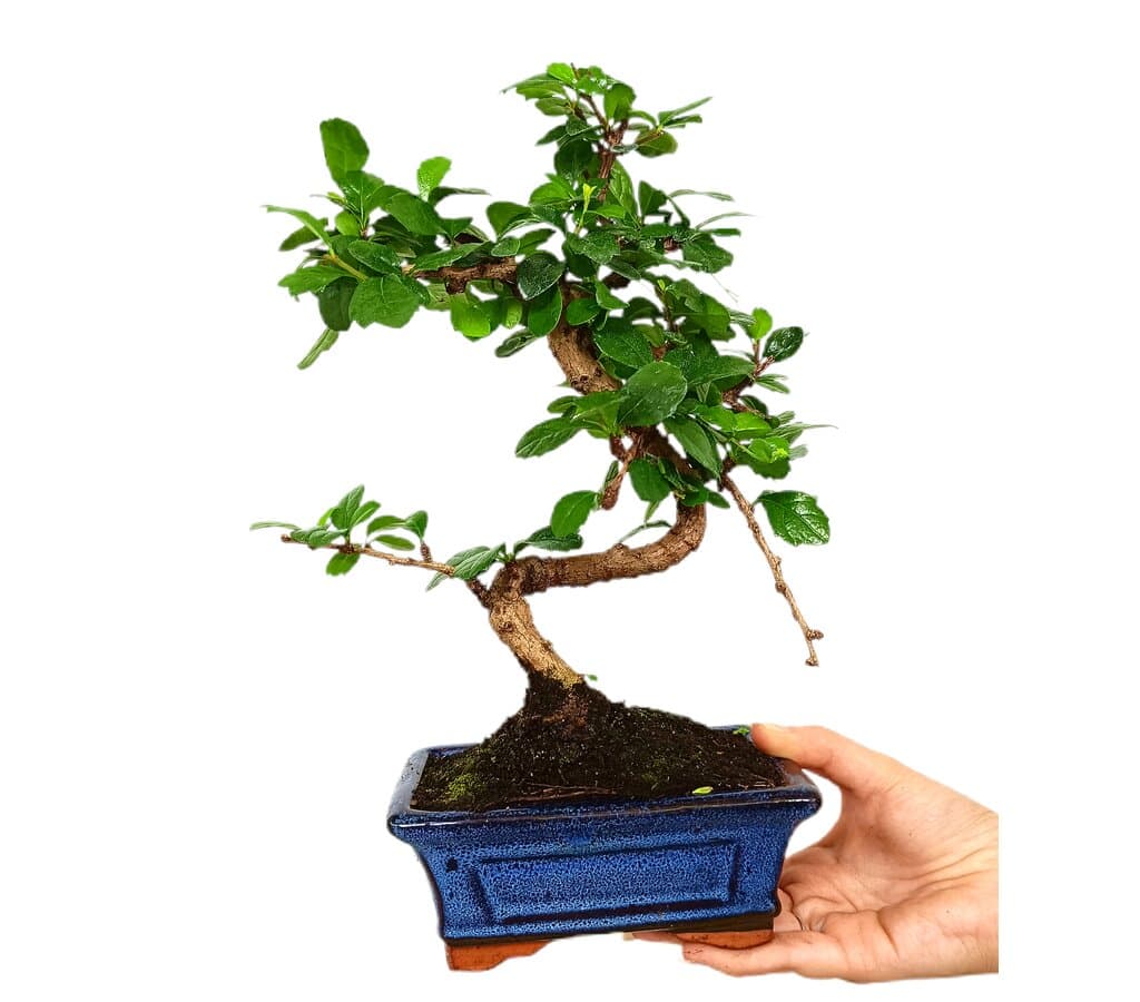 Bonsái Carmona Microphylla 6 Años (té De Filipinas)