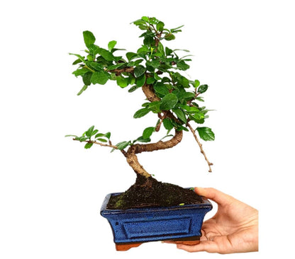 Bonsái Carmona Microphylla 6 Años (té De Filipinas)