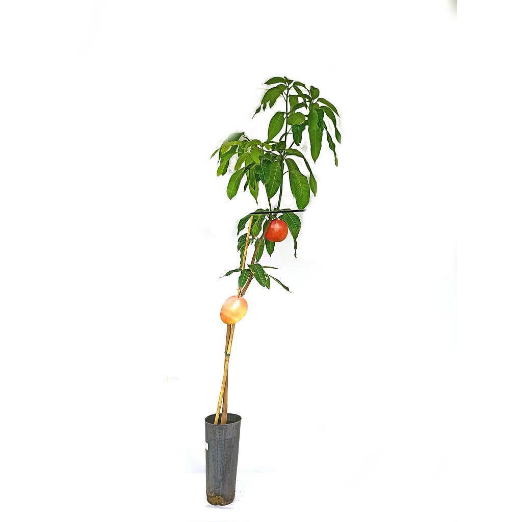 Mango Osteen M20_0