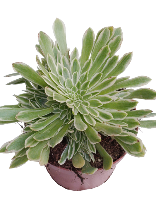 Aeonium Tabuliformis Variegata Ø12 Planta Suculenta_0