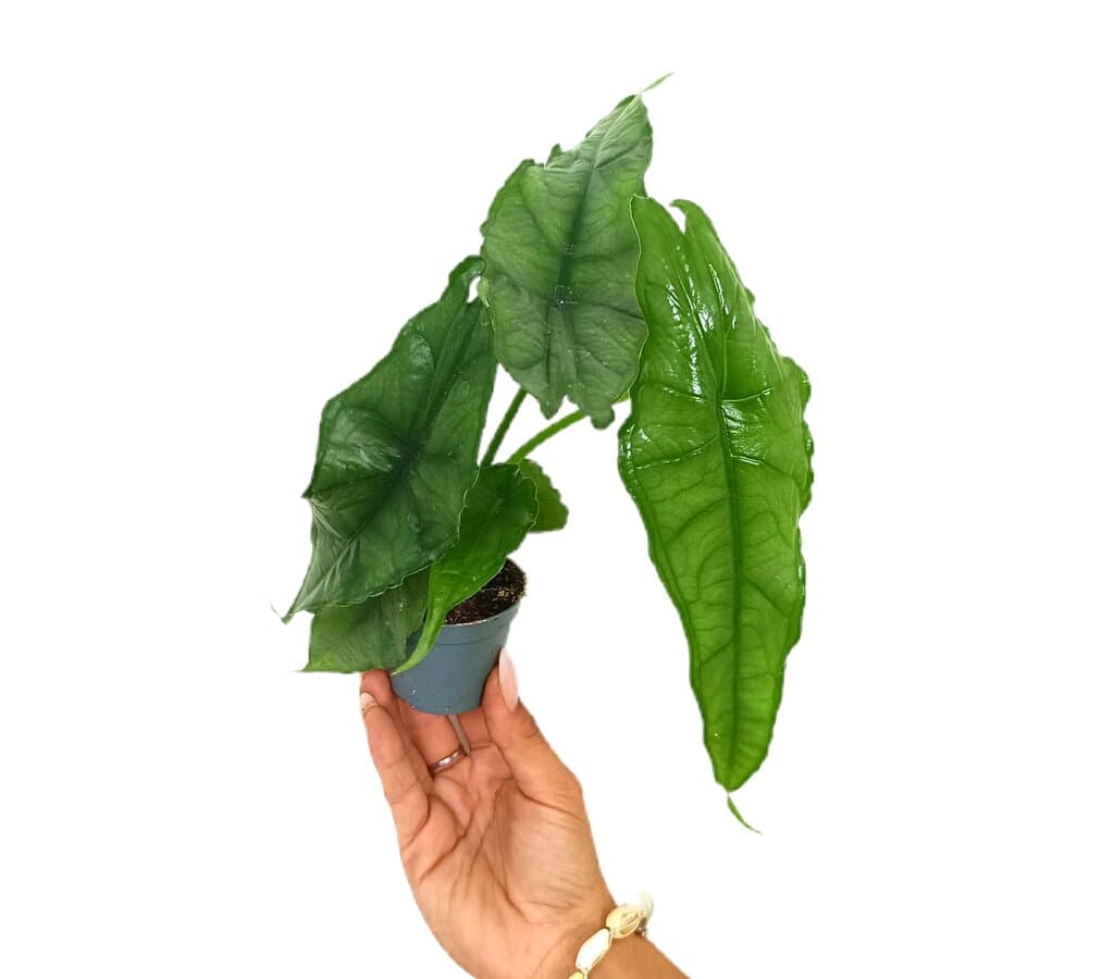 Alocasia Dragon Breath M6_0
