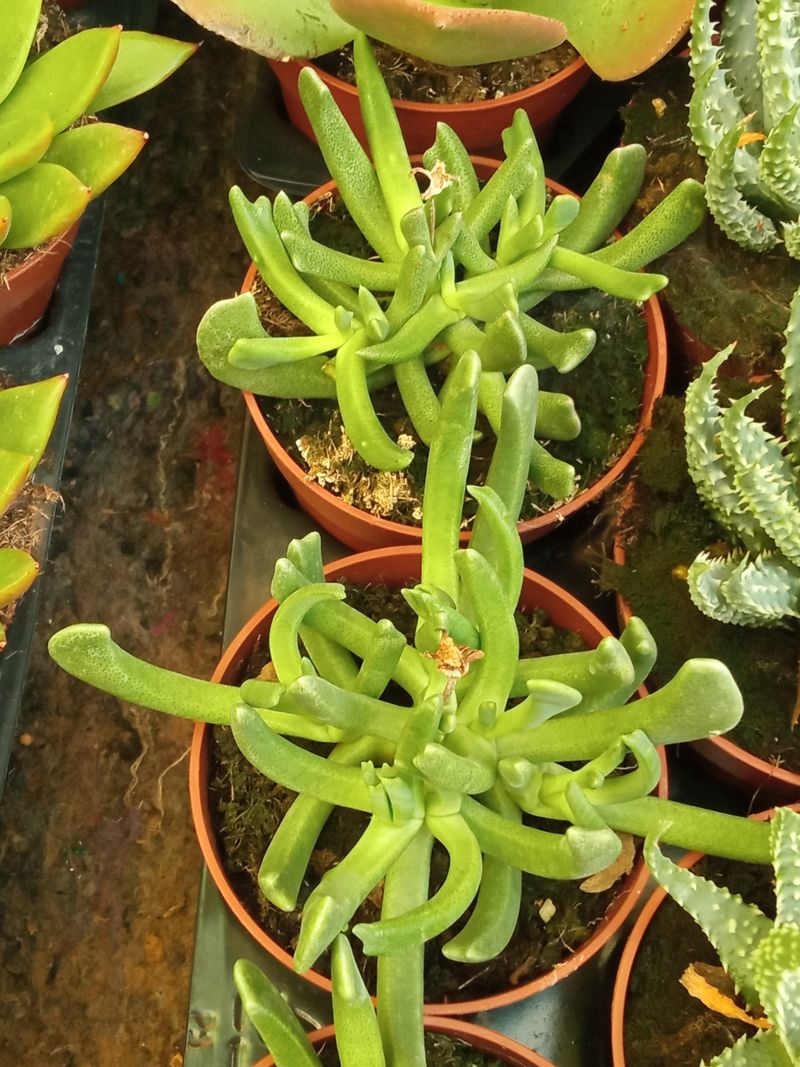 Rhombophyllum Dolabriforme Planta Suculenta 8 Cms