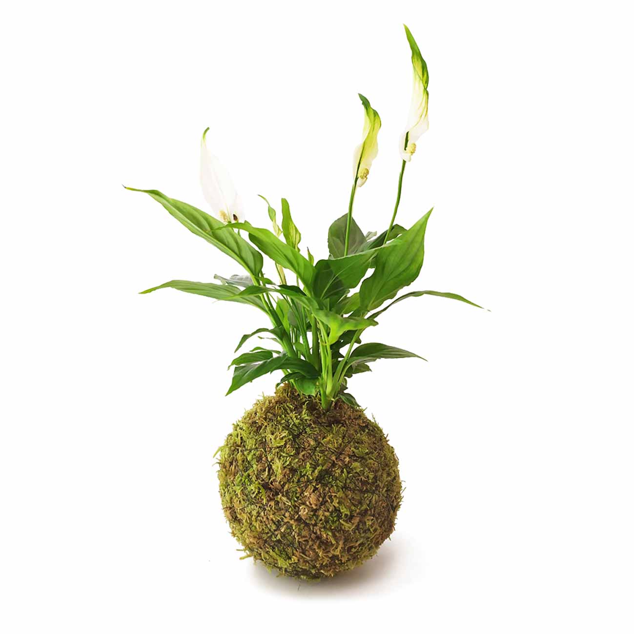 Espatifilo En Kokedama Musgo_0