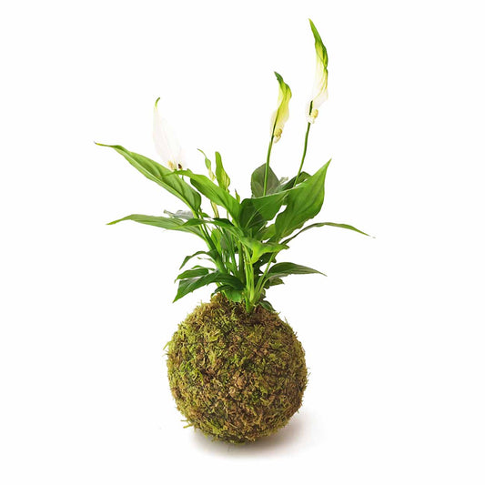 Espatifilo En Kokedama Musgo_0