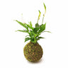 Espatifilo En Kokedama Musgo