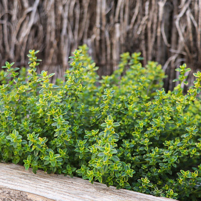 Maceta Tomillo Limonero Amarillo 10,5 Cm - Plantabo_1