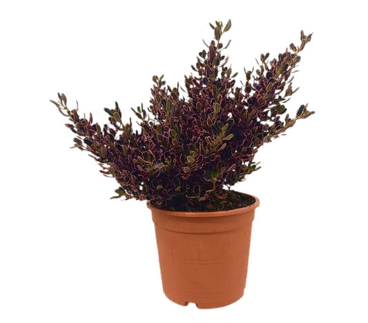 Coprosma Pacific Sunrise M22 40cm_0